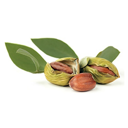 hairoil-jojoba.jpg hairoil-jojoba.jpg
