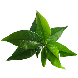 hairoil-teatree.jpg hairoil-teatree.jpg